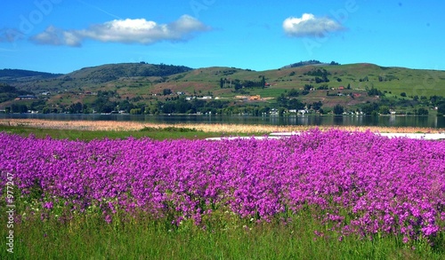 purple paradise