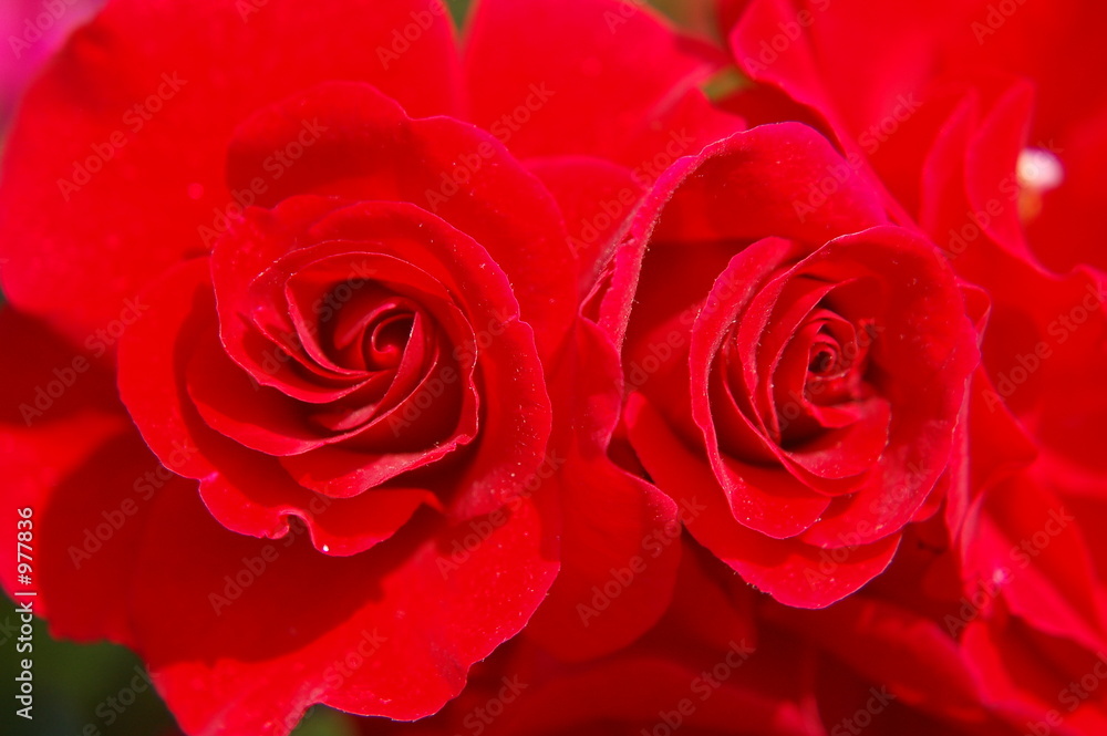 rote rosen rote rosen