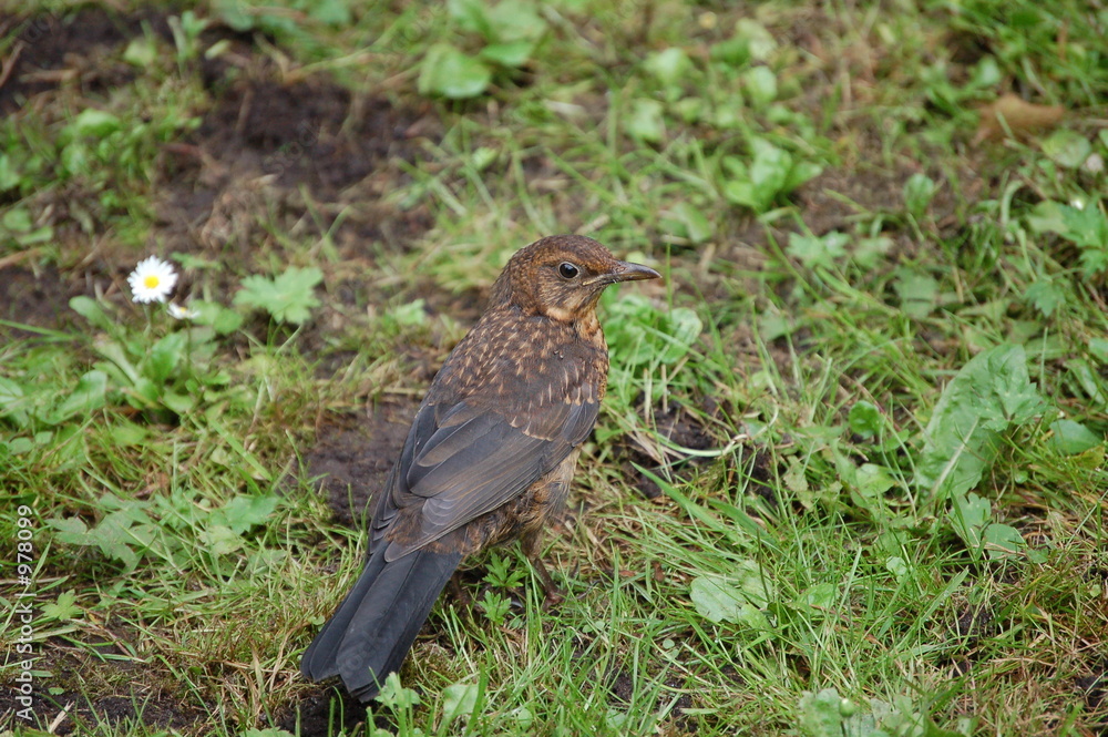 junge amsel junge amsel