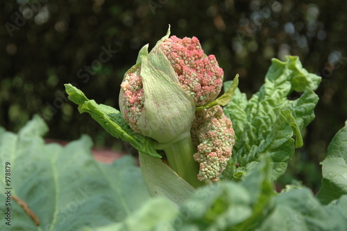 rhabarberblüte