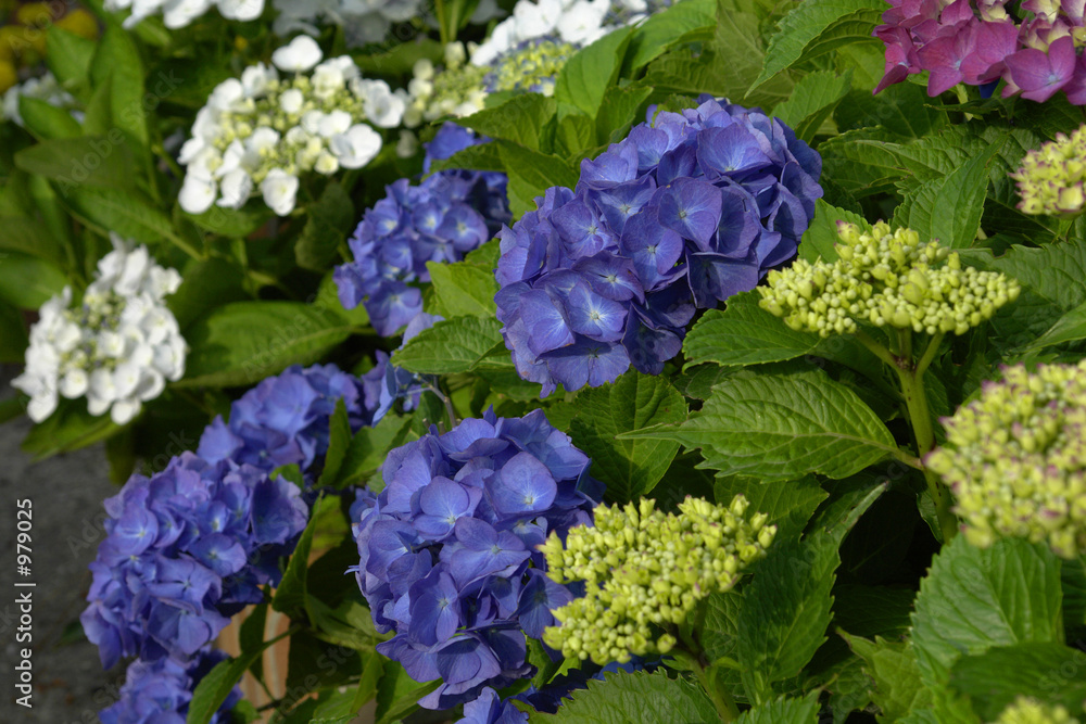 Naklejka premium hydrangea