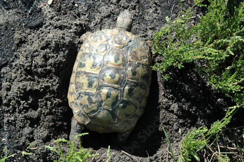 griechische landschildkröte