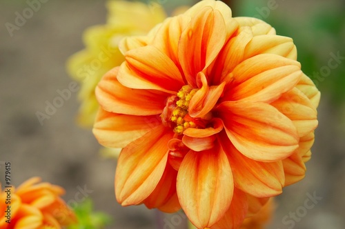 orange dahlia flower