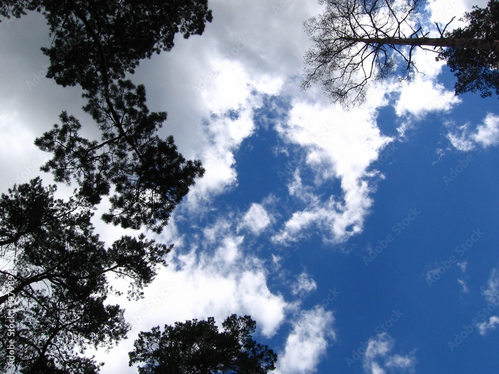 sky & trees sky & trees