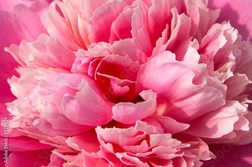 pink peony