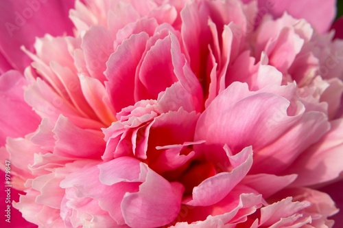 macro pink peony