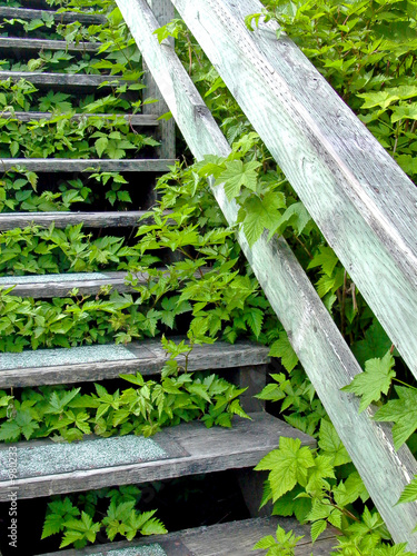 escalier et plantes