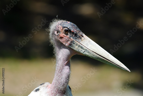 marabou stork