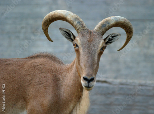 wild goat