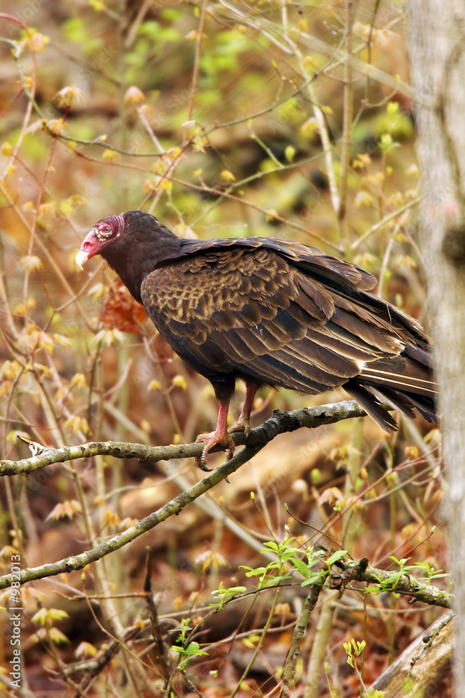 turkey buzzard perched in tree