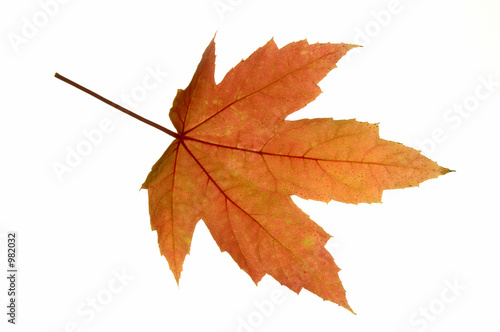 red leaf maple