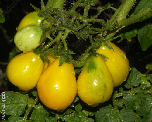 yellow pear tomatoes on the vine photo