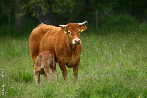 mutter und kalb