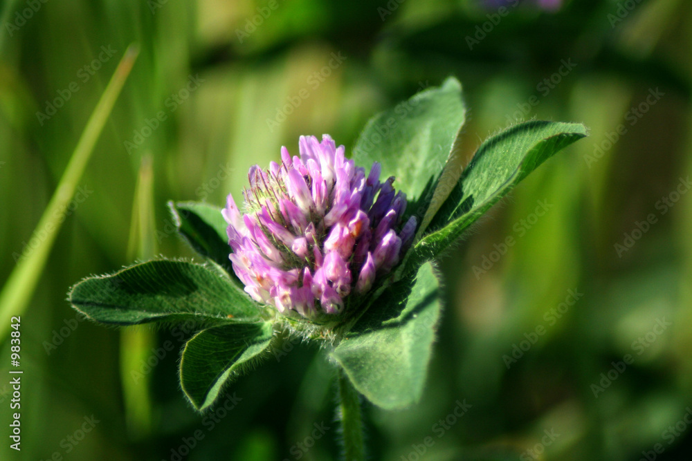 red clover red clover