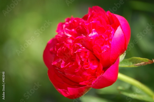 peony red