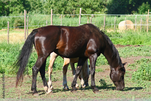 black beauty