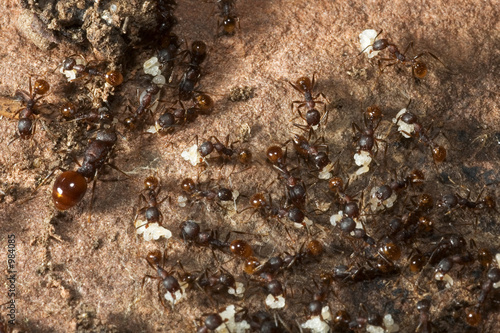 ant colony