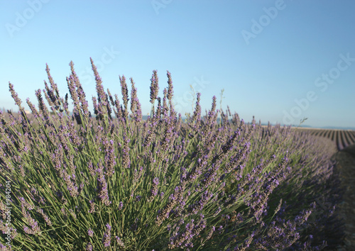 fleurs de lavandin