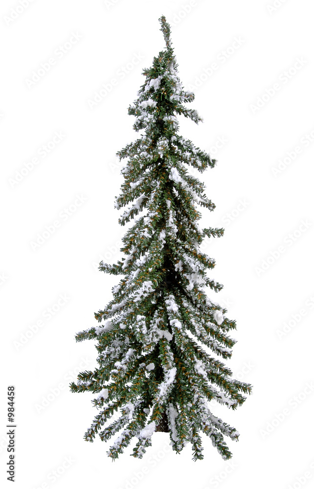 isolated evergreen tree isolated evergreen tree