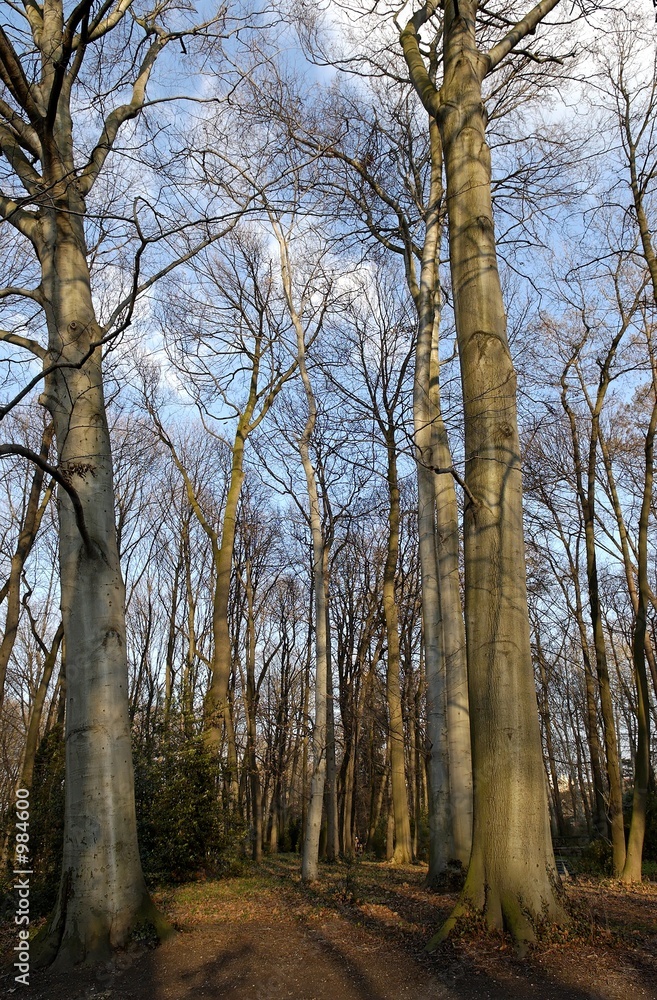 Fototapeta premium le parc de la tete d'or