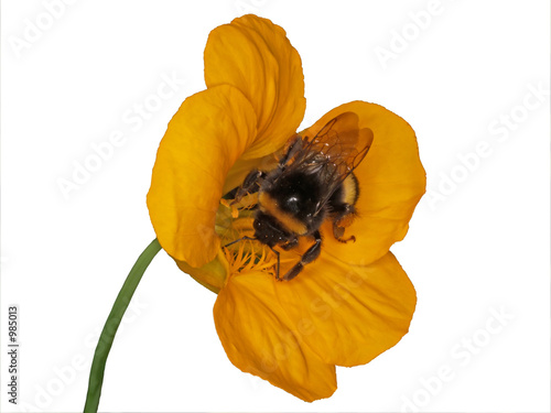bee on nasturtium flower