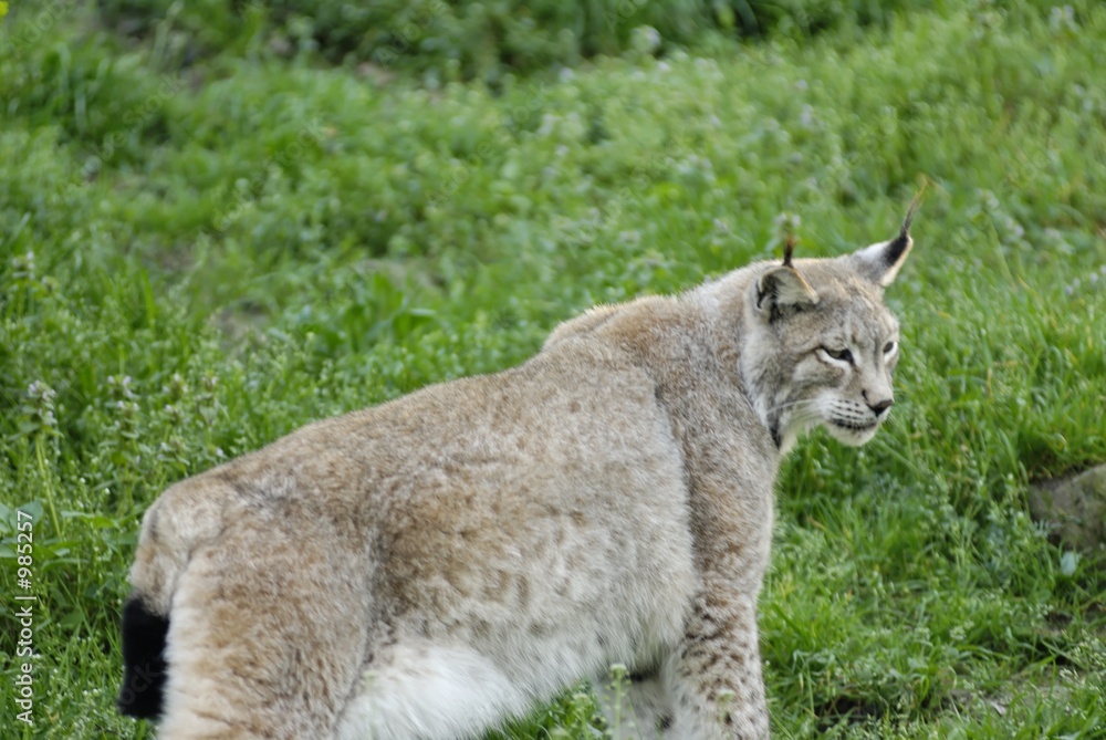 chat sauvage chat sauvage