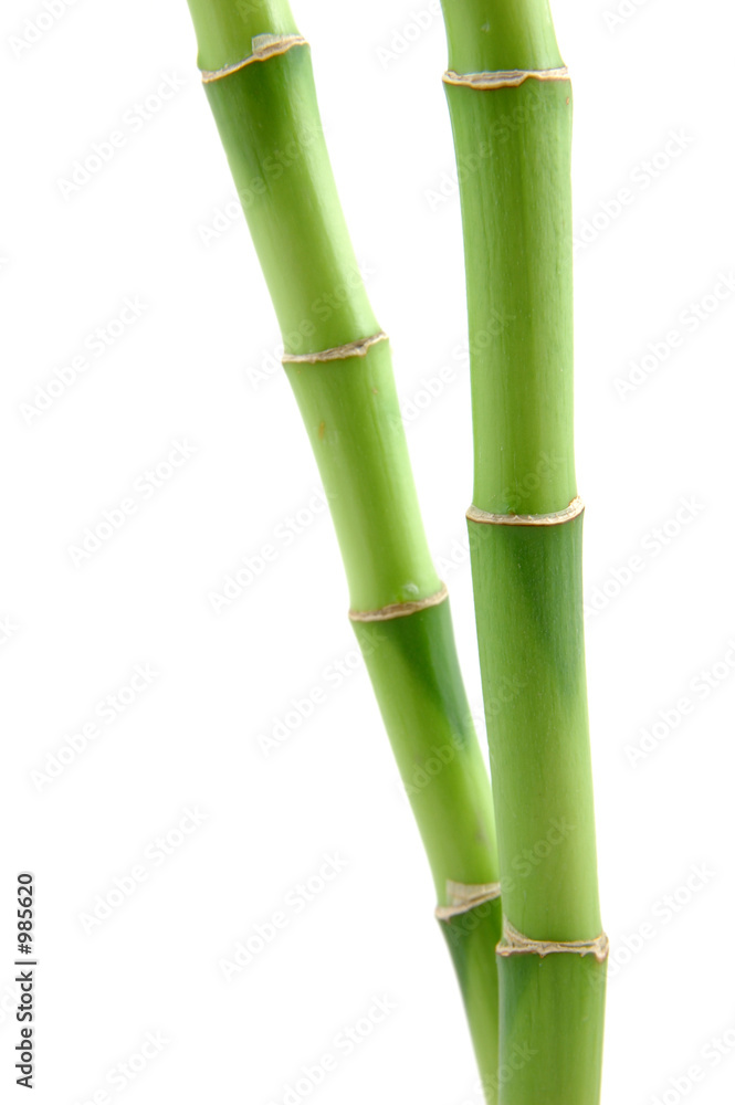 Obraz premium lucky bamboo stems