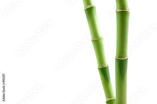 Fototapeta Naklejka Na Ścianę i Meble -  lucky bamboo stems