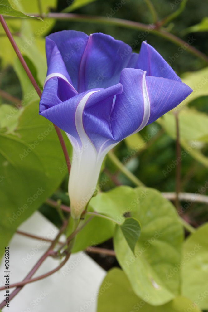 Obraz premium glorious morning glory