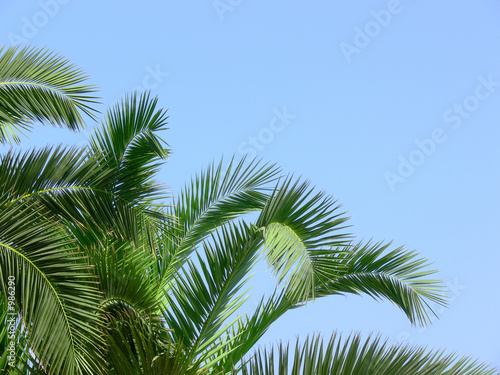 palm © Karramba Production