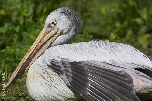 pink backed pelican © Graham Taylor