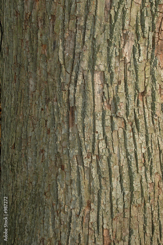 tree bark background © R. Gino Santa Maria