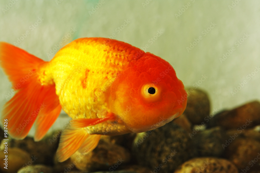 fancy goldfish