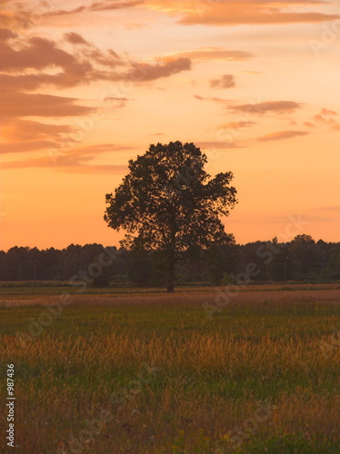 lonely tree at sunset