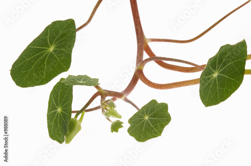 tropaeolum photo