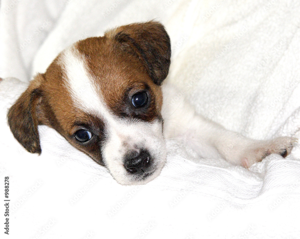 cute puppy cute puppy