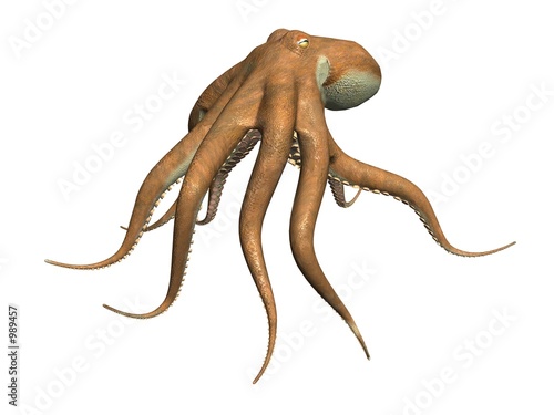 octopus
