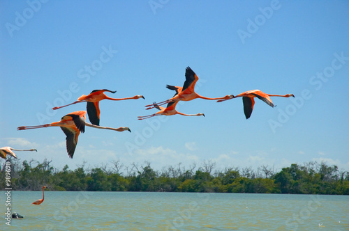 Obraz na płótnie karaiby flamingo dziki woda egzotyczny