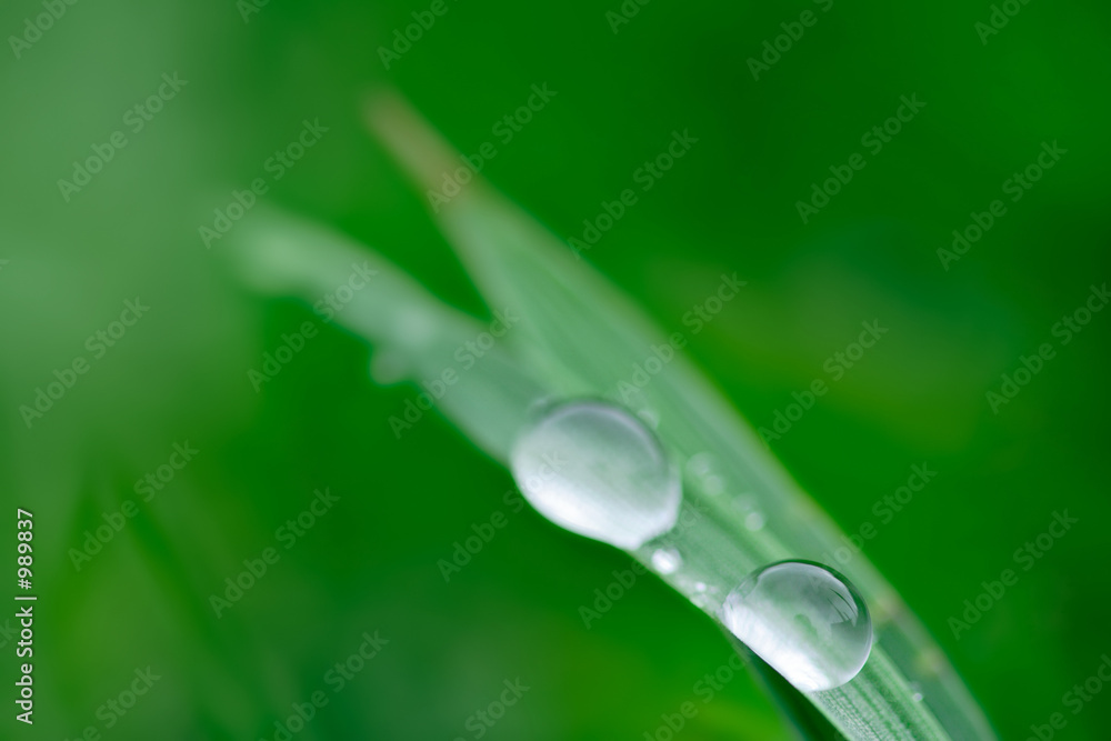 raindrops on a grass raindrops on a grass