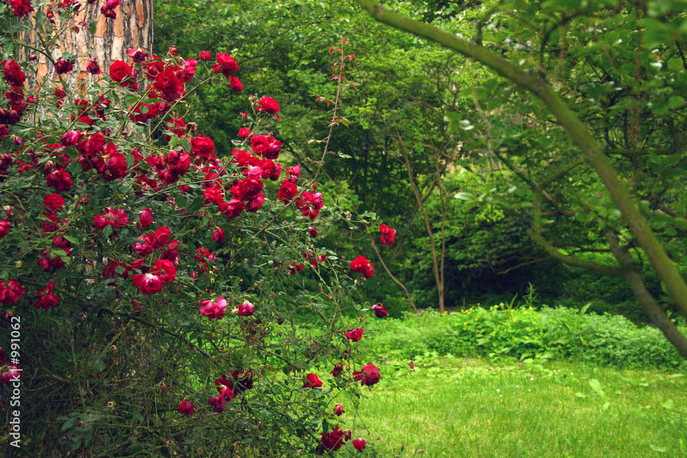 rose garden at ninfa