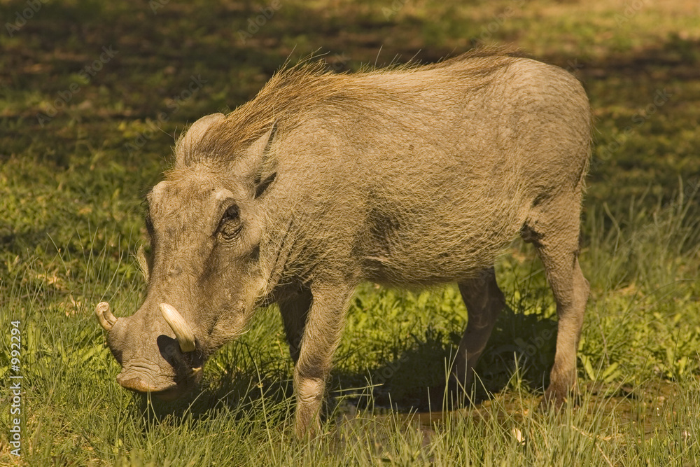 Fototapeta premium warthog