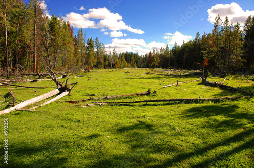 yellowstone photo