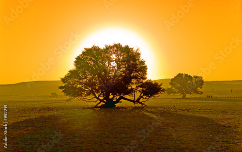 sunset and a tree
