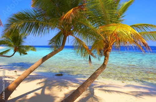 exelent beach with palm trees
