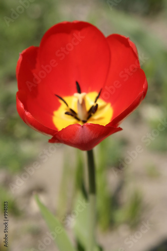 red tulip