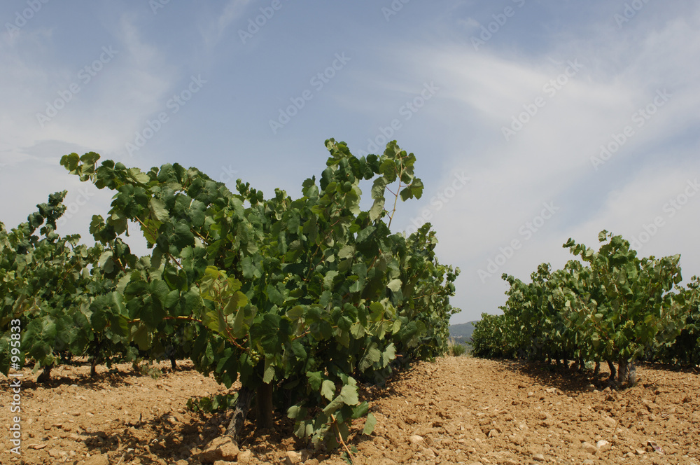 spanish vineyard