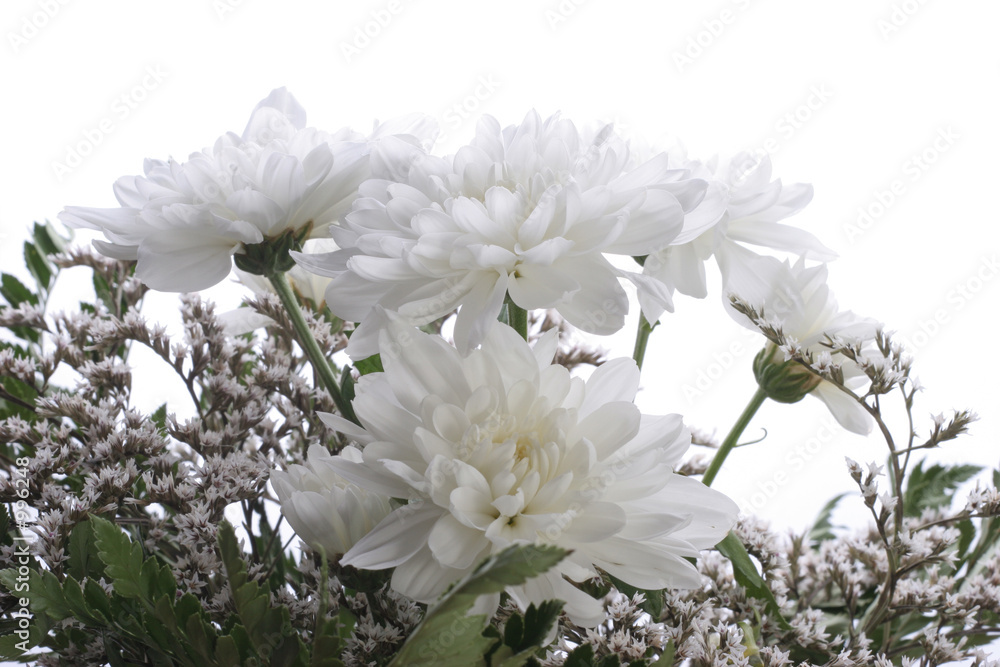 withe asters withe bakcround withe asters withe bakcround