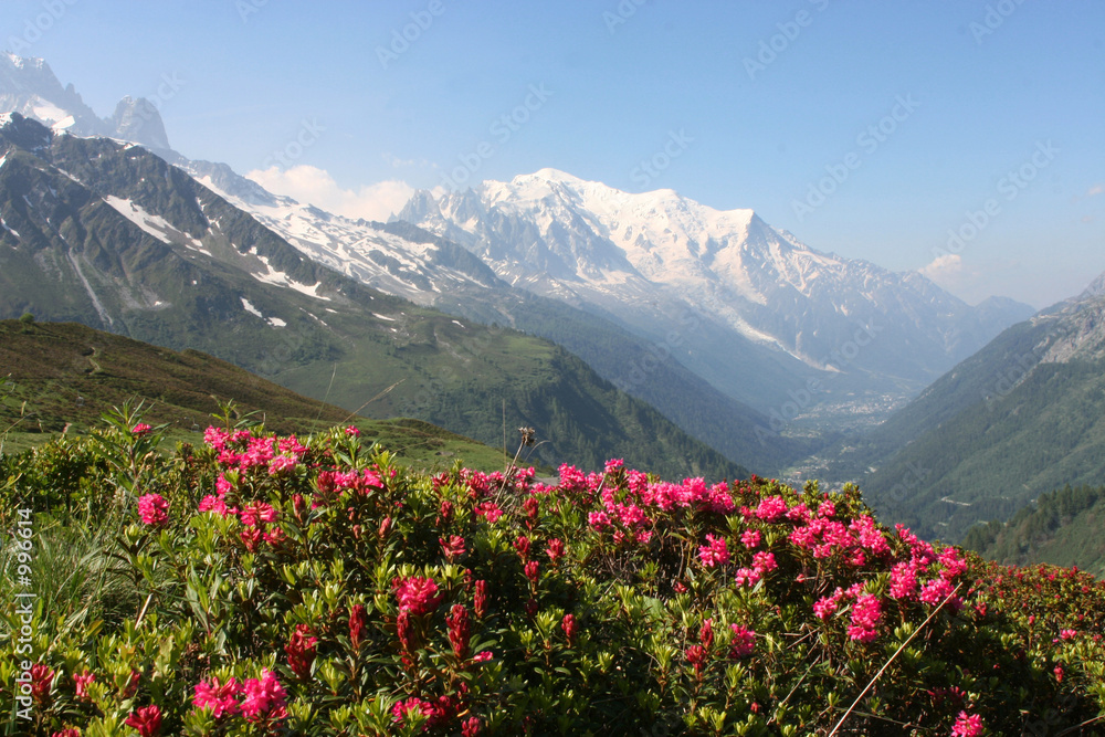 mont blanc et rhododendrons