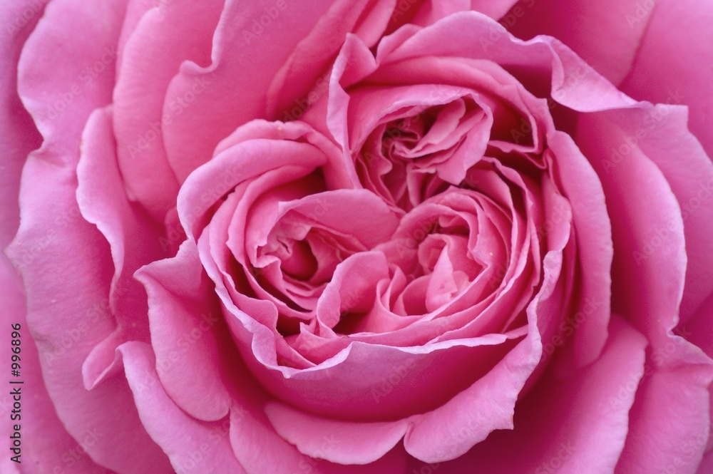 pink rose pink rose