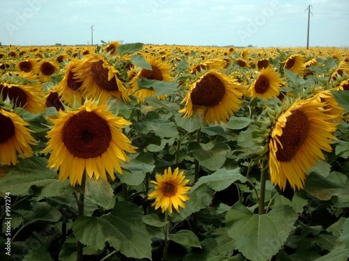 les demoiselles du soleil photo